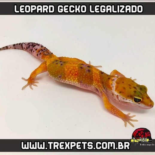 Comprar Leopard Gecko Legalizado