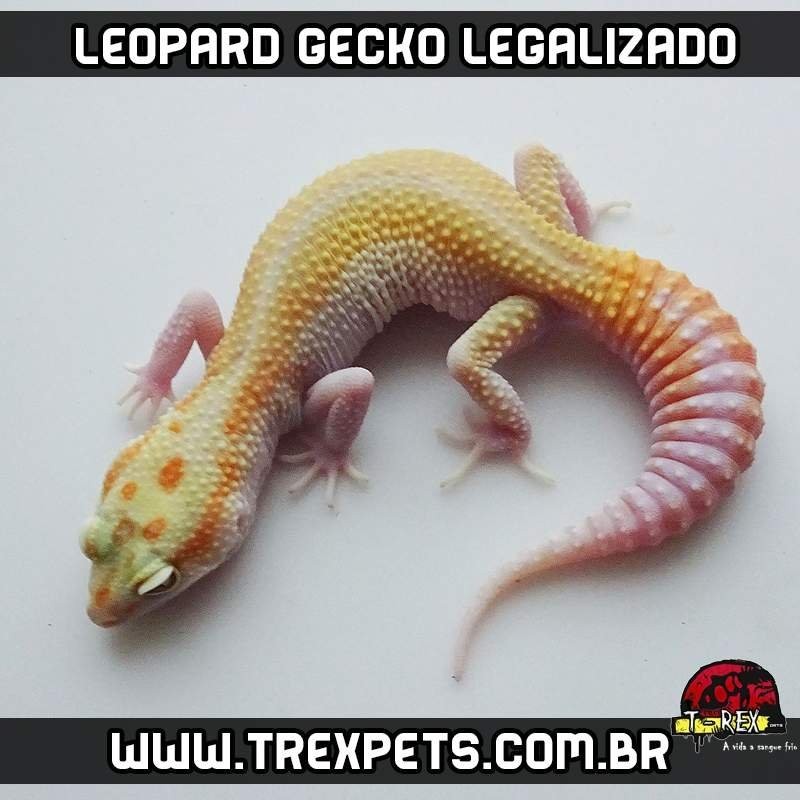 Leopard Gecko Legalizado