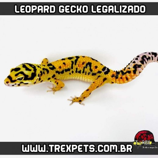 Leopard Gecko Legalizado Lagartixa