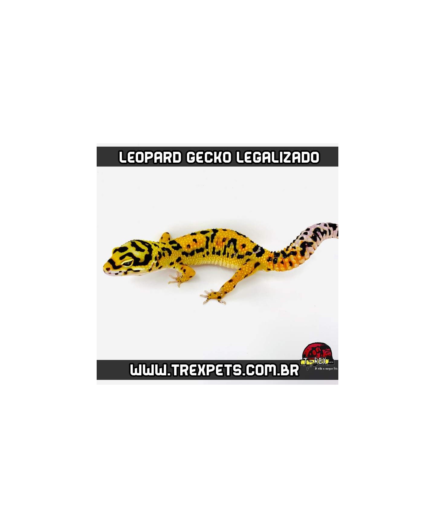Leopard Gecko Legalizado Lagartixa