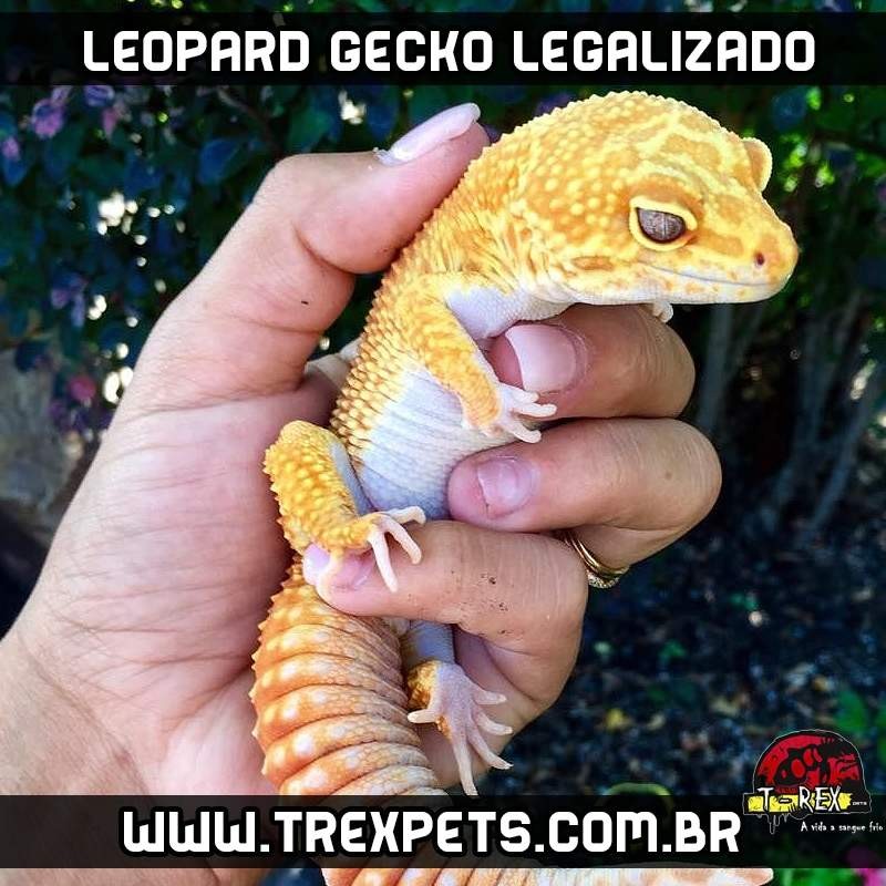 comprar lagartixa leopardo comprar lagartixa leopardo