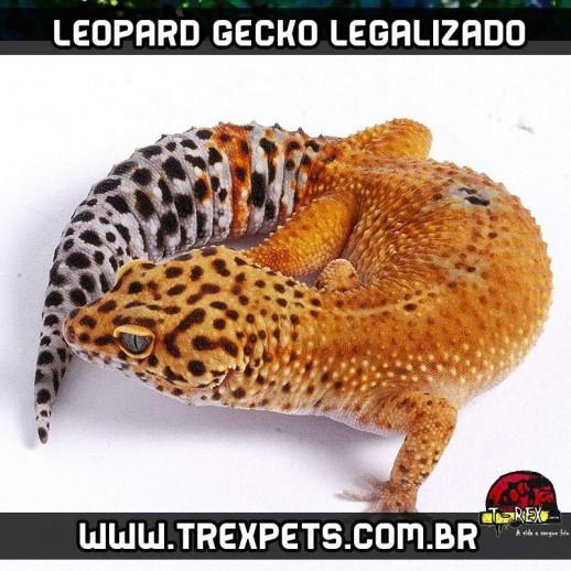 Leopard Gecko - Criadouro Répteis