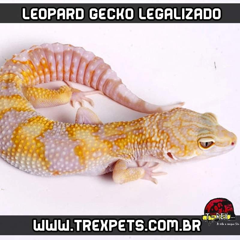 Leopard Gecko Criadouro Répteis Legalizado Leopard Gecko Criadouro Répteis Legalizado