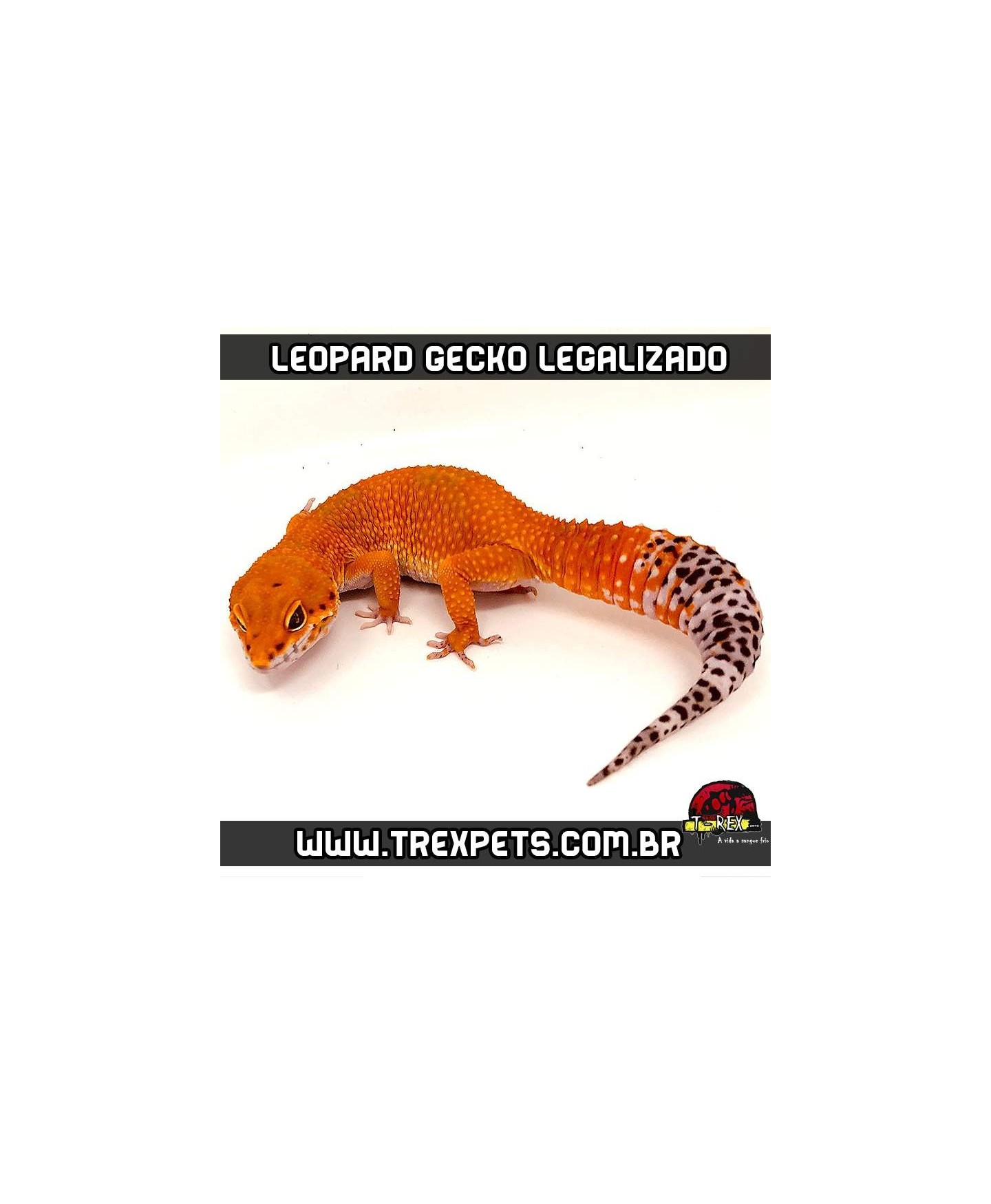 comprar Leopard Gecko em sp