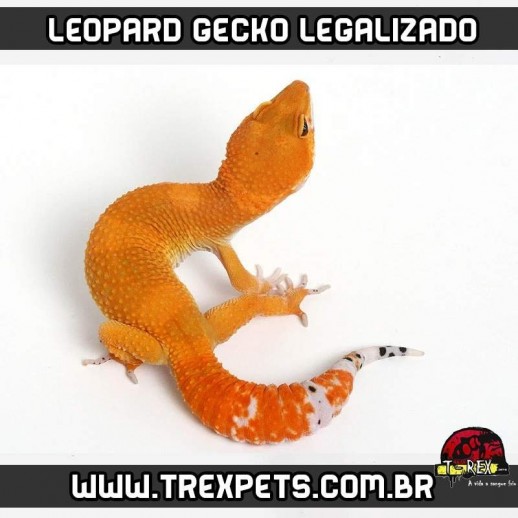 Venda de Leopard Gecko Legalizado
