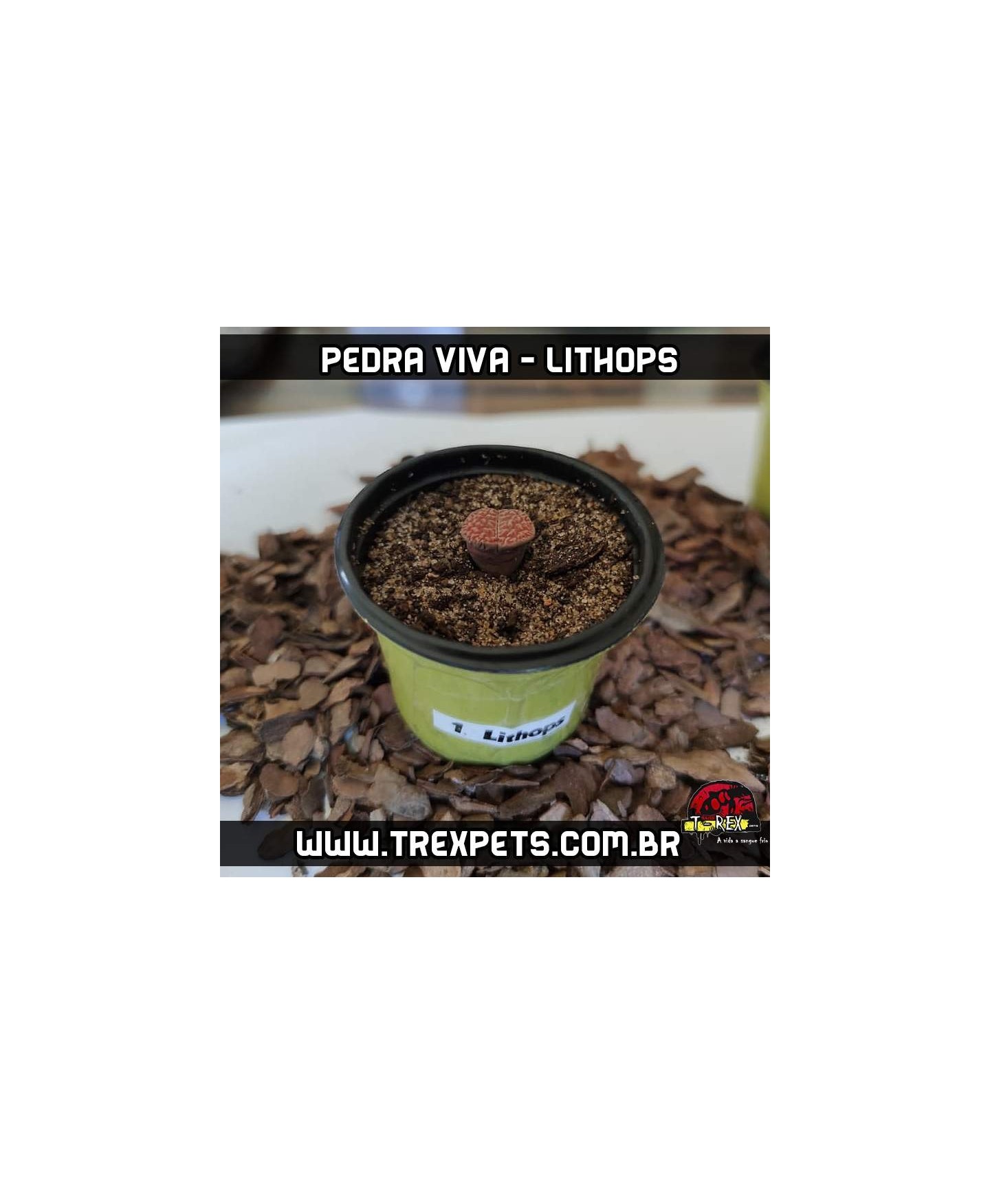 muda de lithops pedra viva
