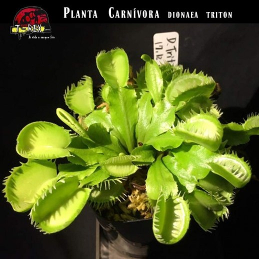 Planta Carnívor Dioneia Triton