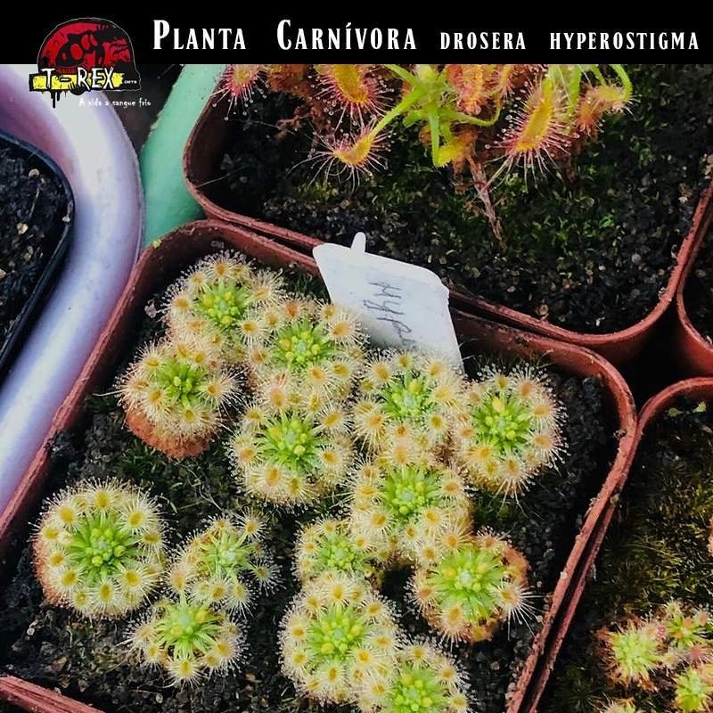 sementes e mudas de plantas carnivoras