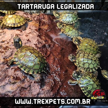 Tartaruga Tigre Dagua Legalizada