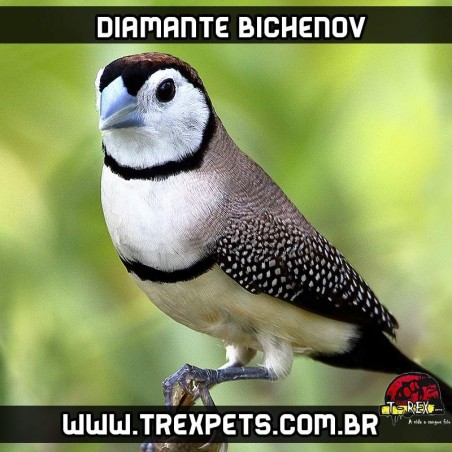 comprar diamante bichenov