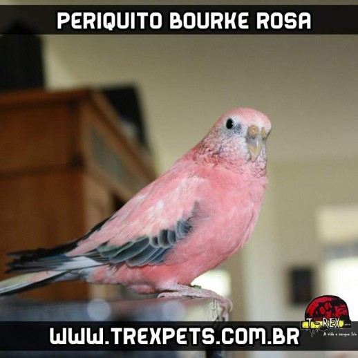 criador periquito bourke rosa