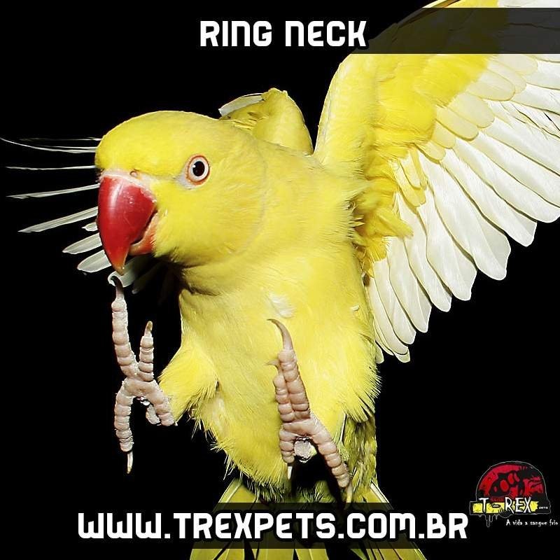 Ring Neck Amarelo