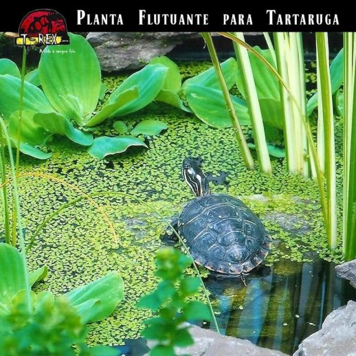 Planta flutuante tartaruga
