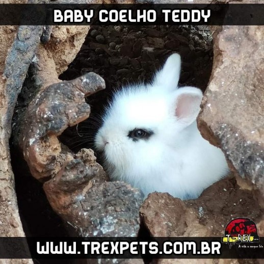 mini coelho teddy