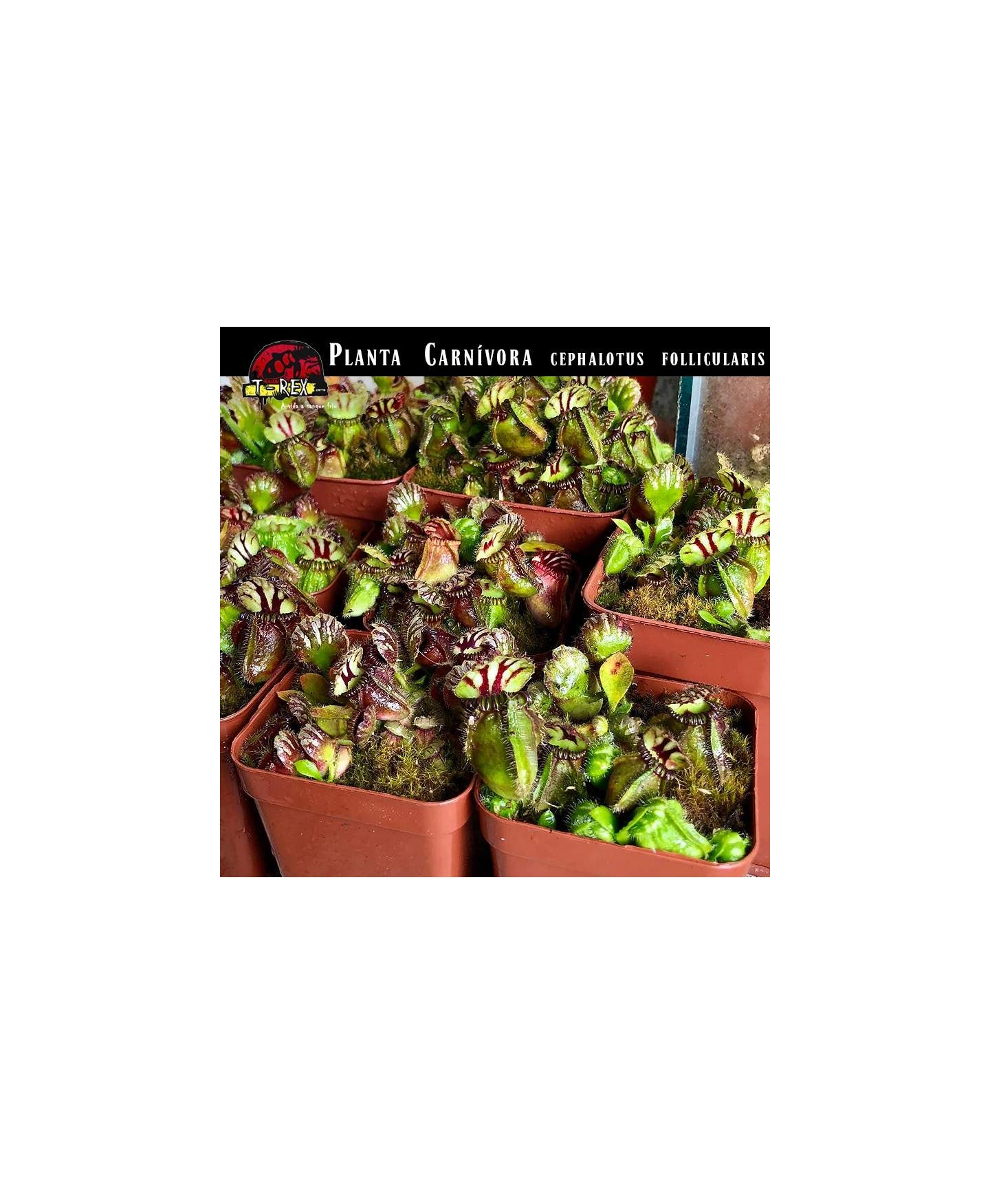 muda planta carnívora cephalotus