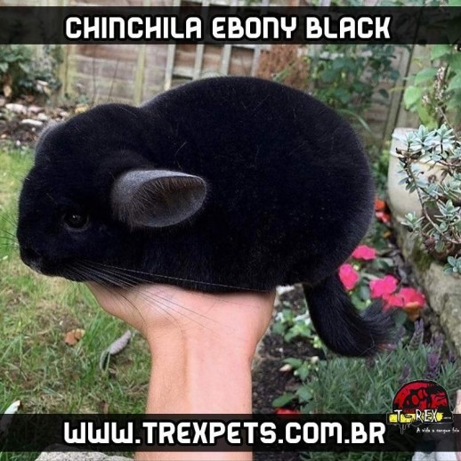 comprar chinchila ebony preto