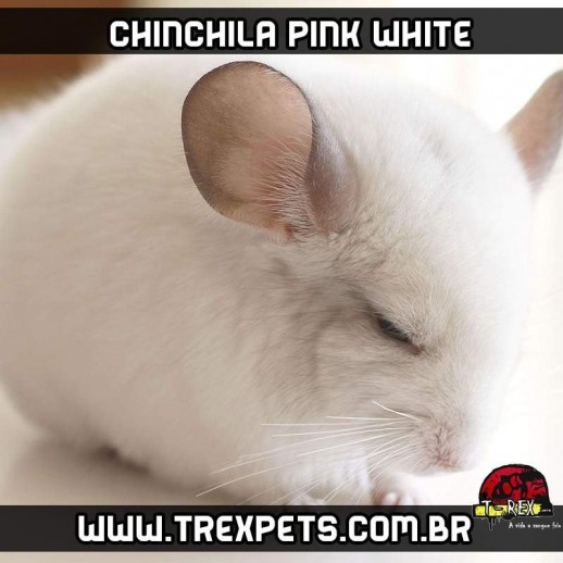 Chinchila Branco - Pink White