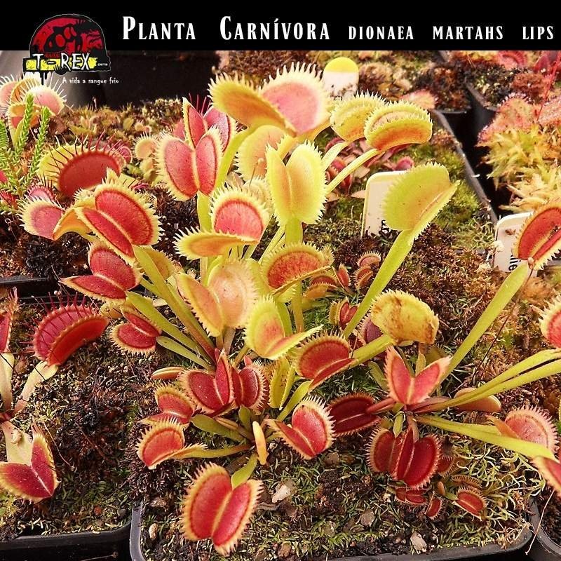 Planta carnivora Martahs Lips