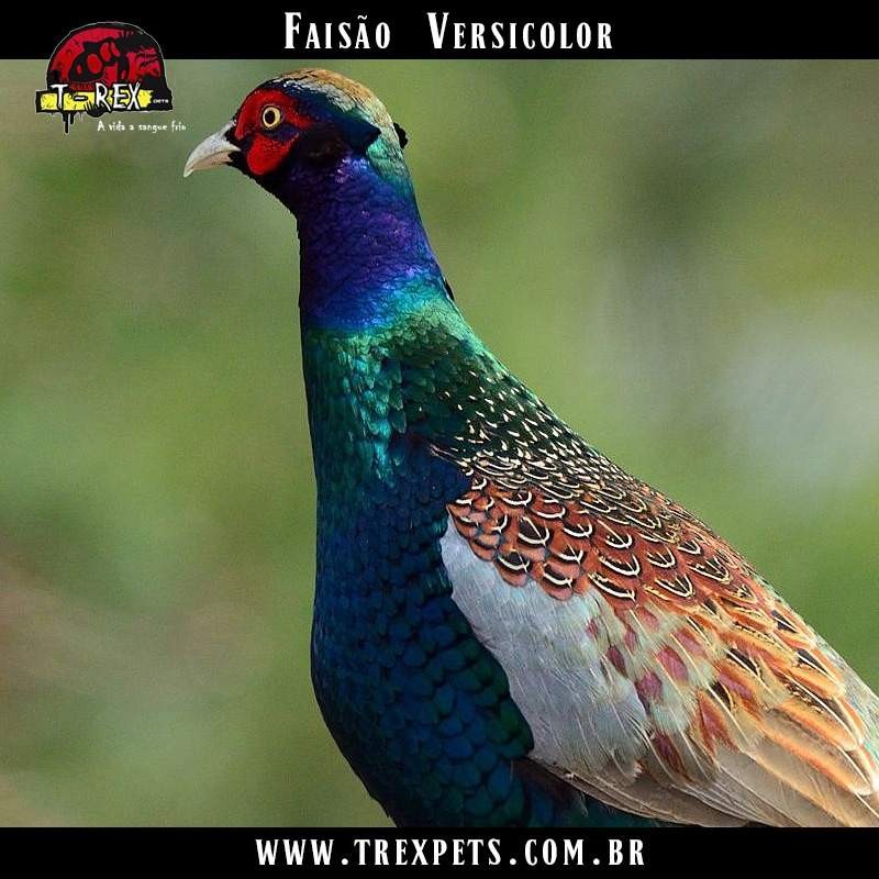 comprar faisão versicolor