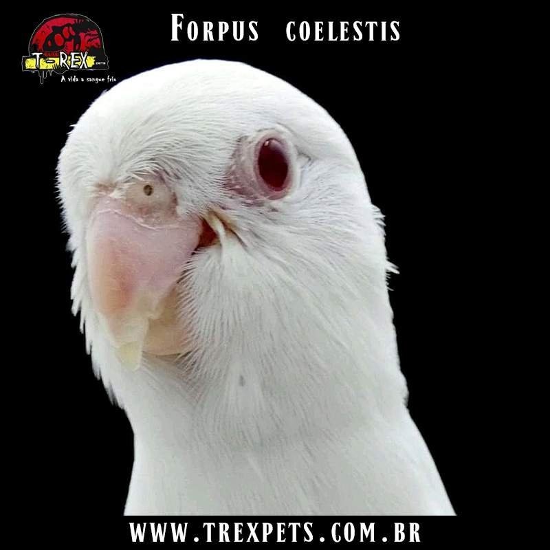 Papagaio forpus albino