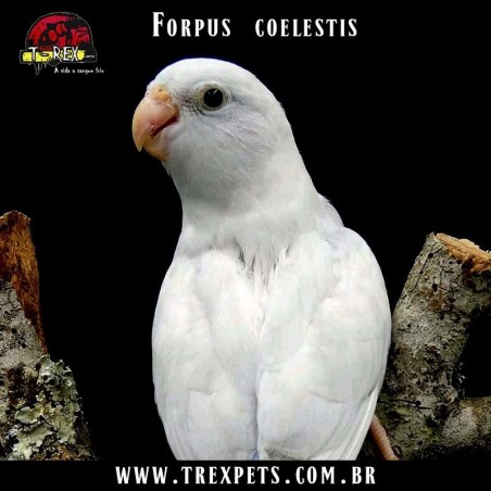 criadouro forpus coelestis branco
