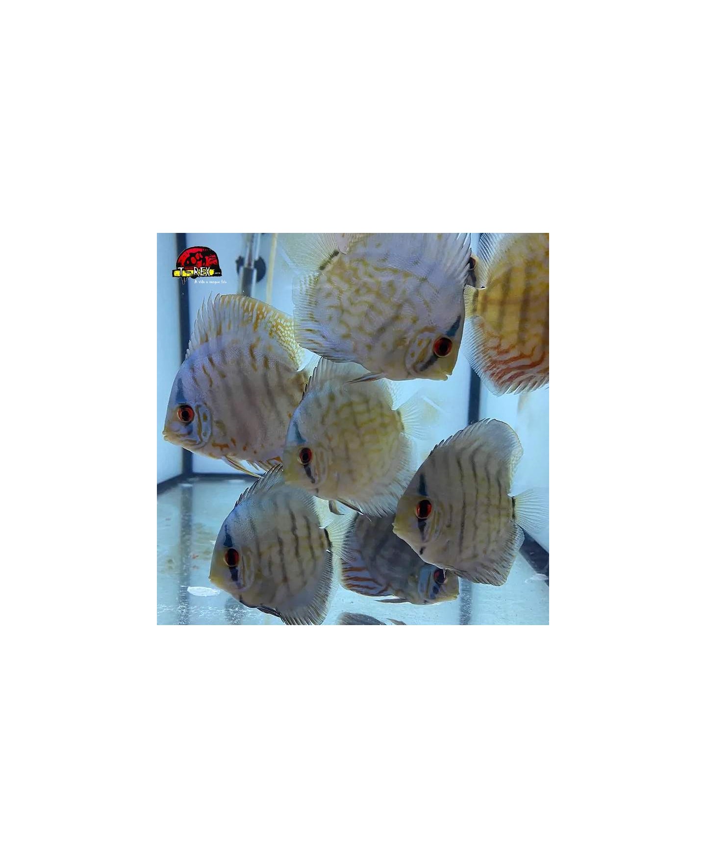 Peixe Acará Disco Azul Turquesa