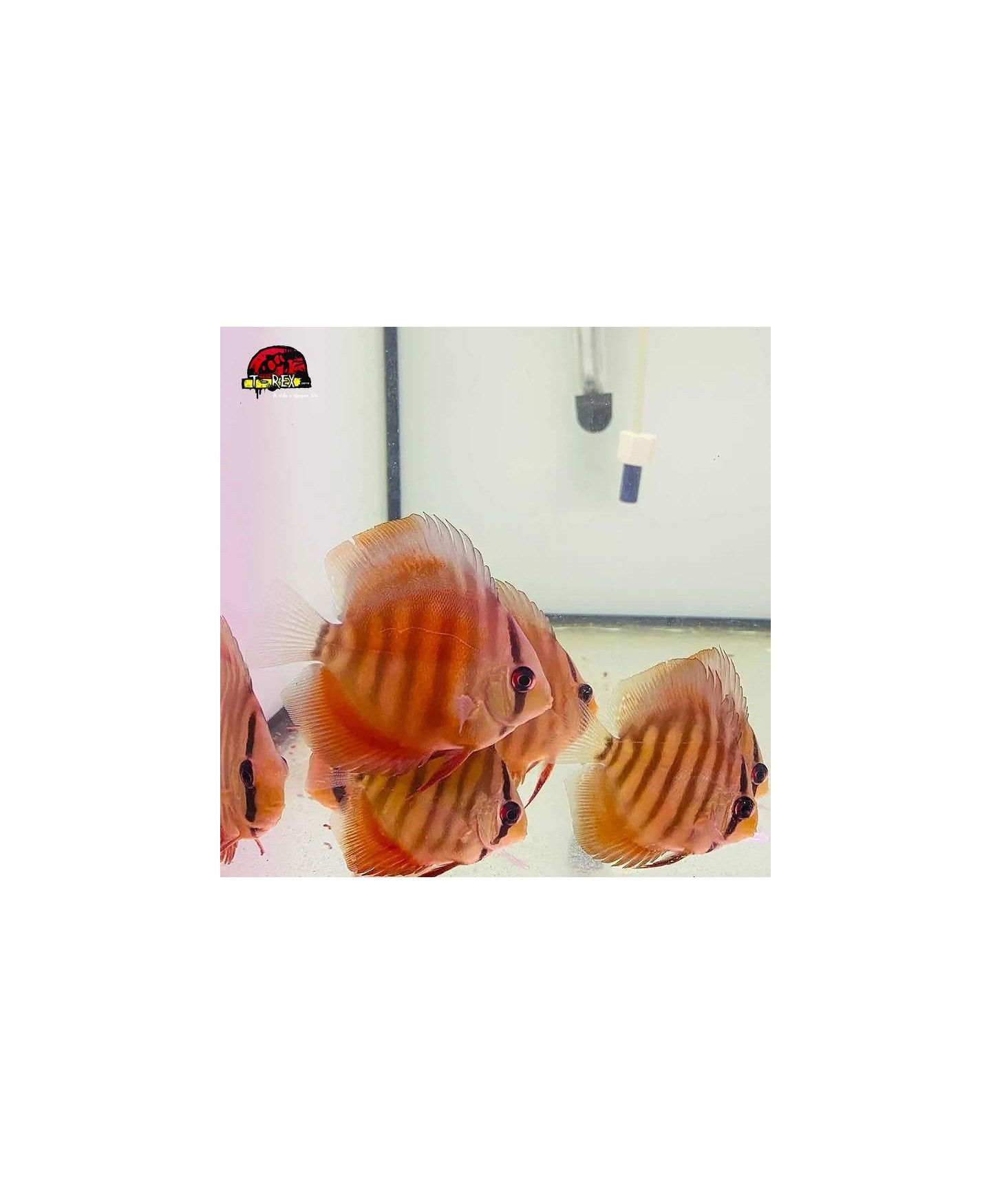 comprar peixes disco online