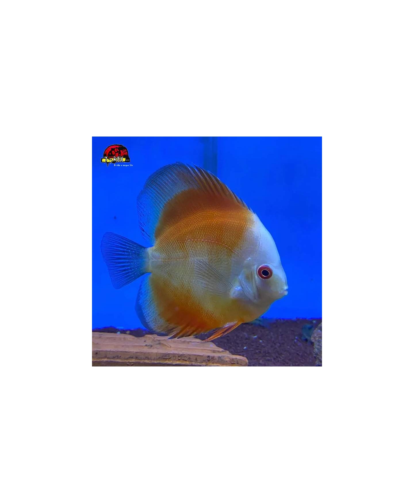 comprar peixes disco de aquario