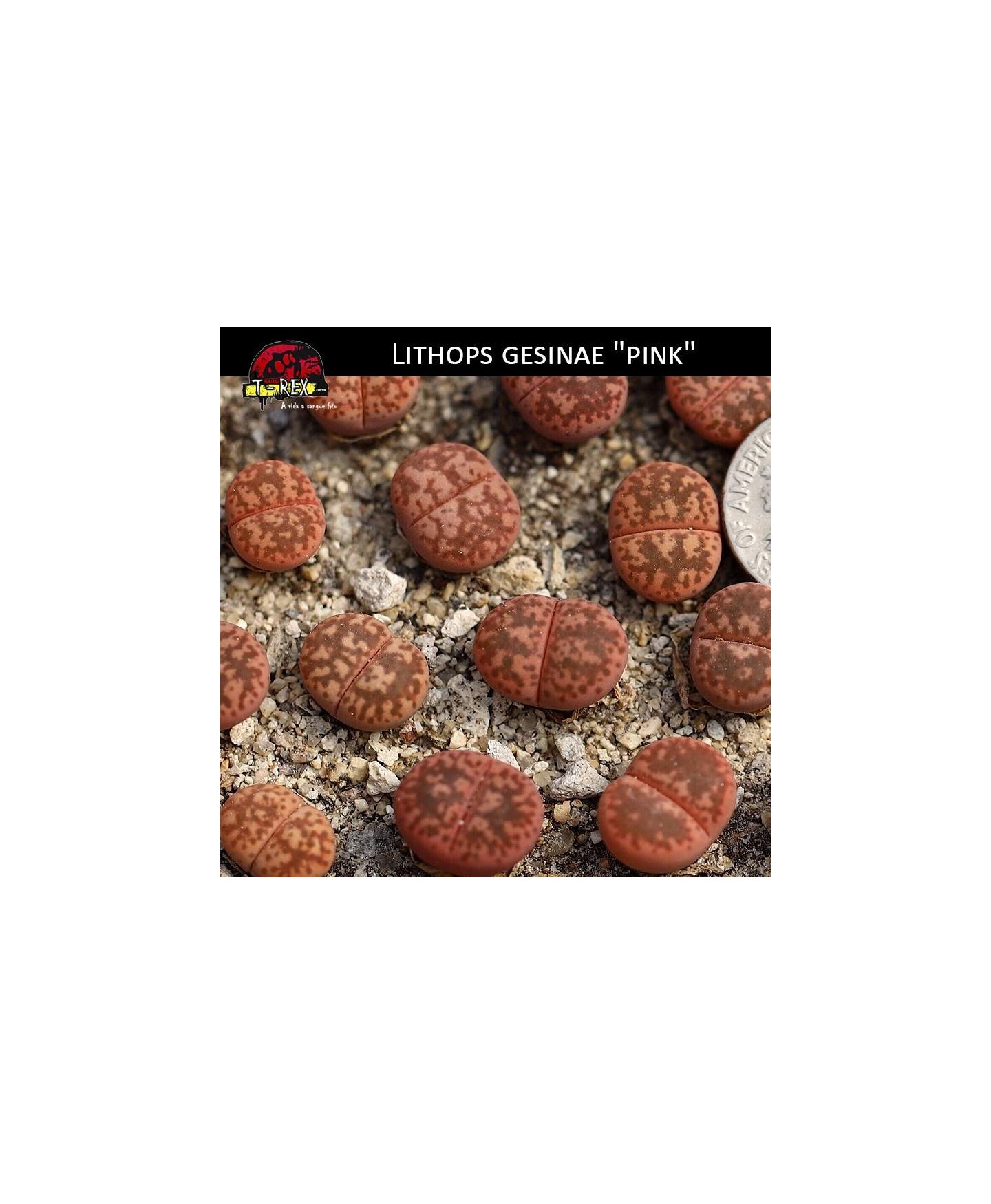 Cacto lithops pedra viva