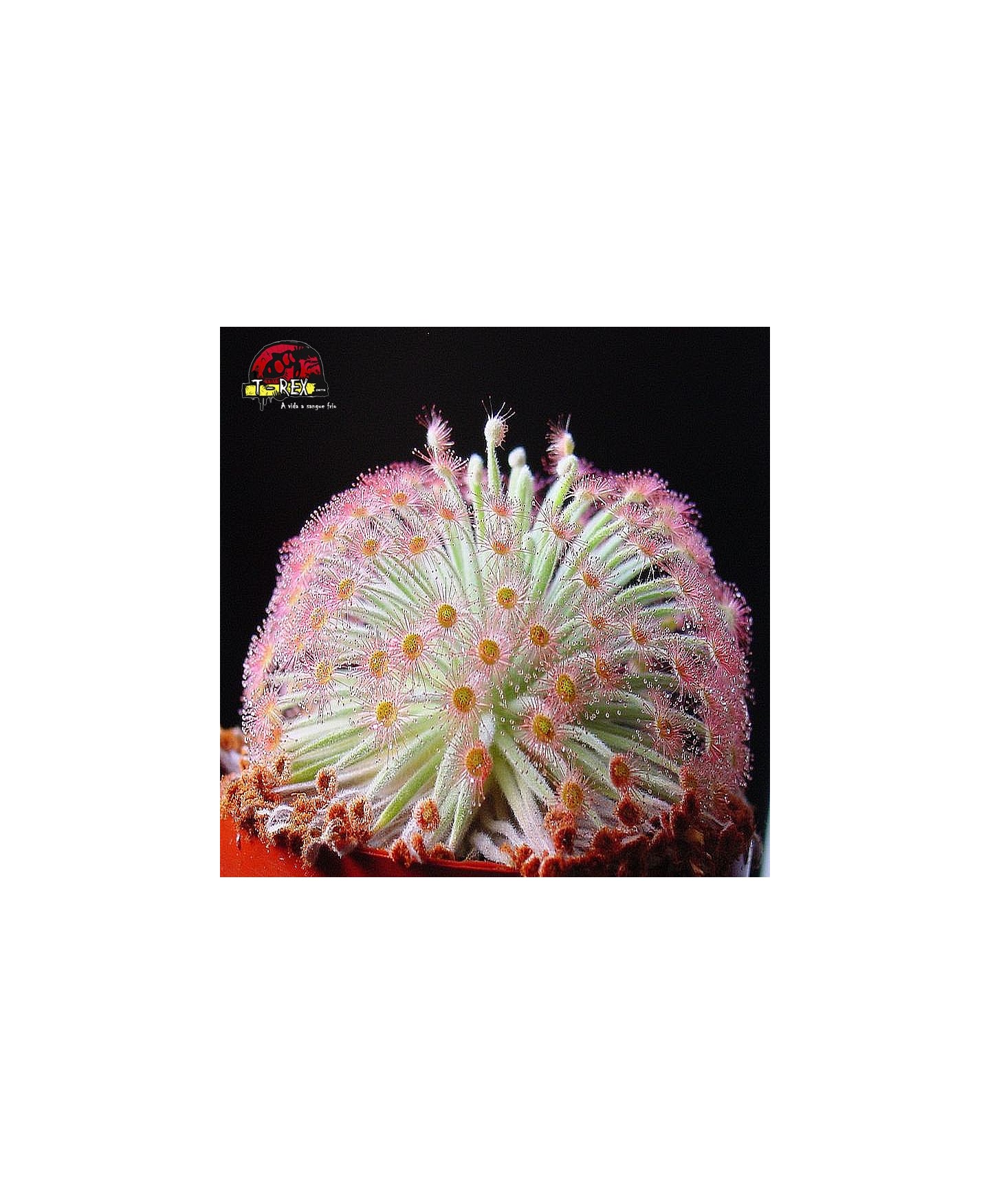 comprar planta carnivora Drosera derbyensis