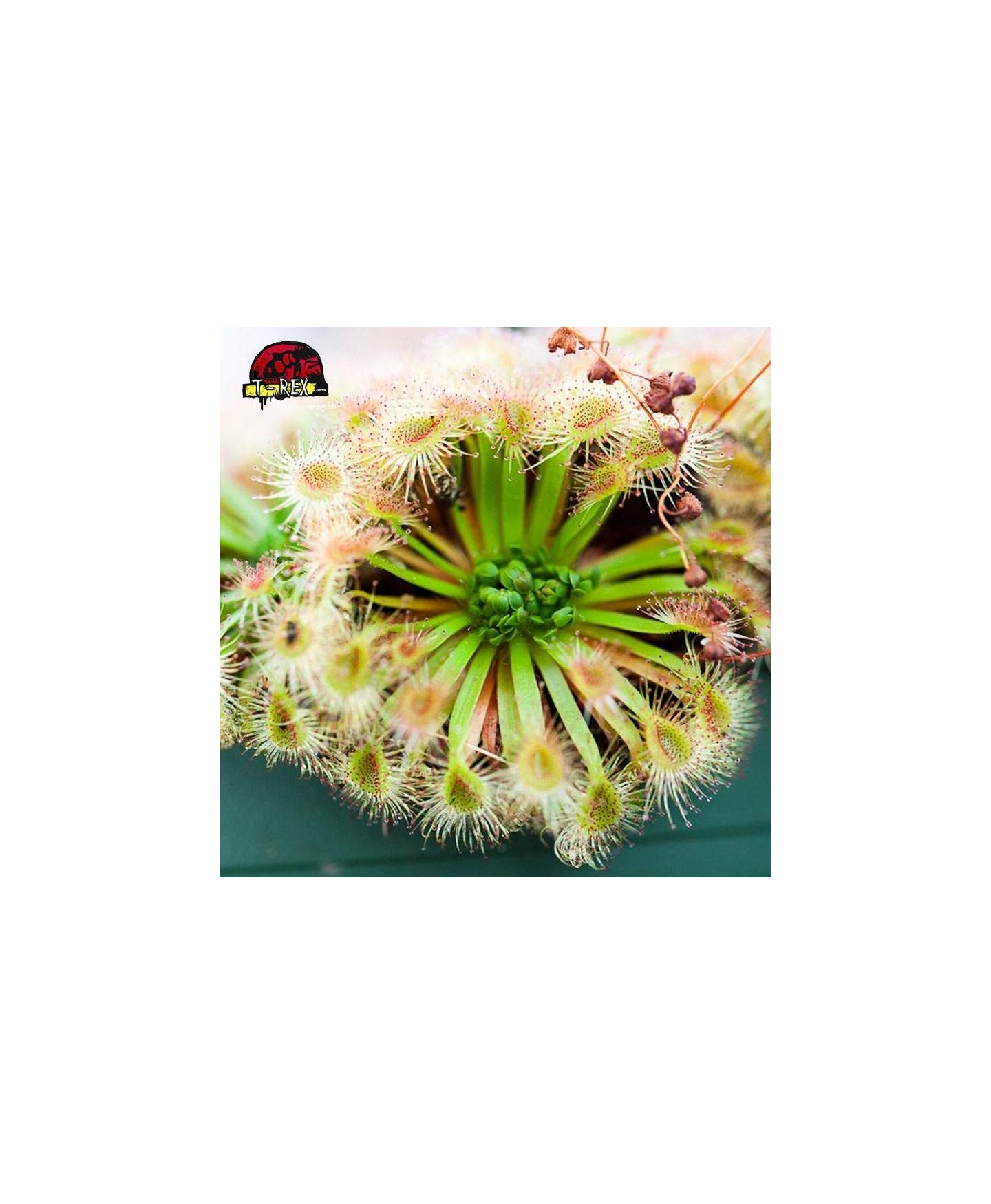 comprar planta carnivora drosera pulchella