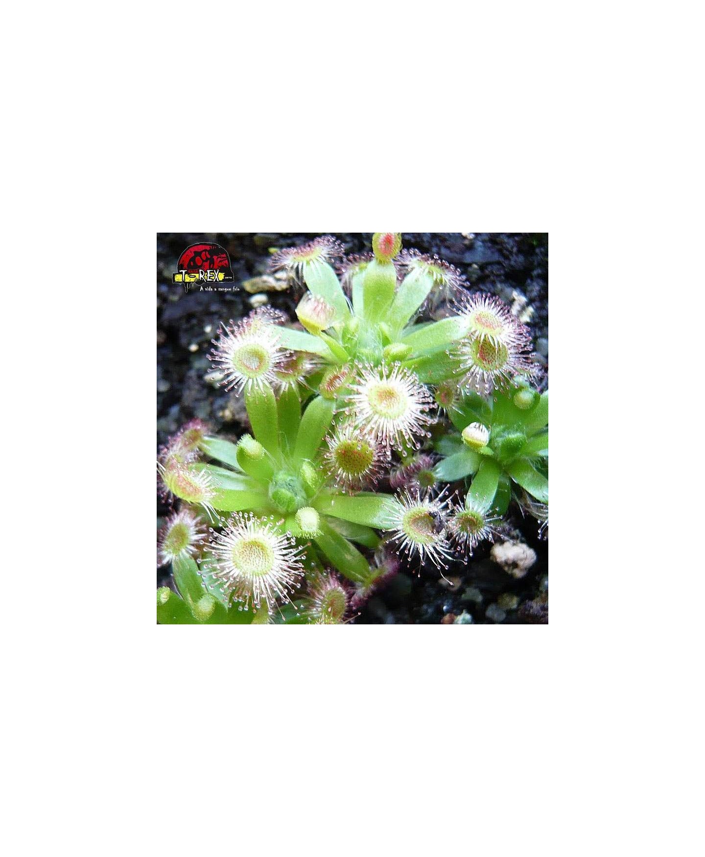 comprar planta carnivora drosera pigmeia narrikup