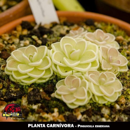 pinguicula esseriana planta carnivora