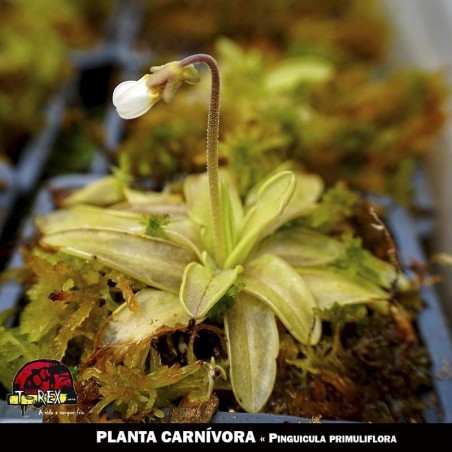 planta carnivora rio de janeiro primuliflora