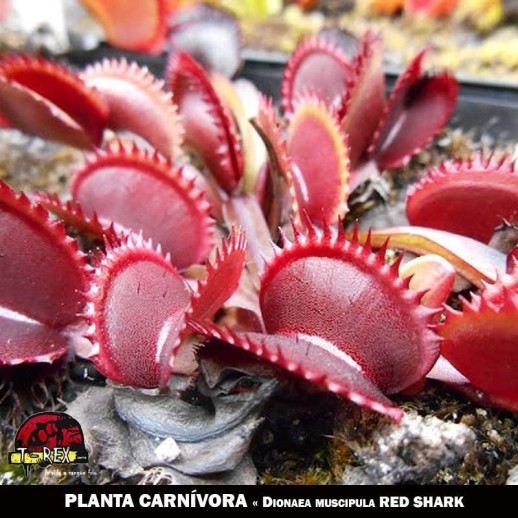 Planta Carnivora Dioneia Red Shark