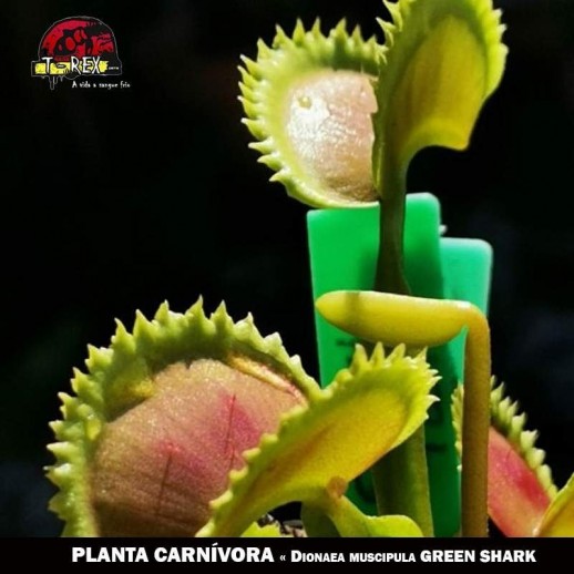 Planta Carnívora - Dioneia Muscipula Green Shark