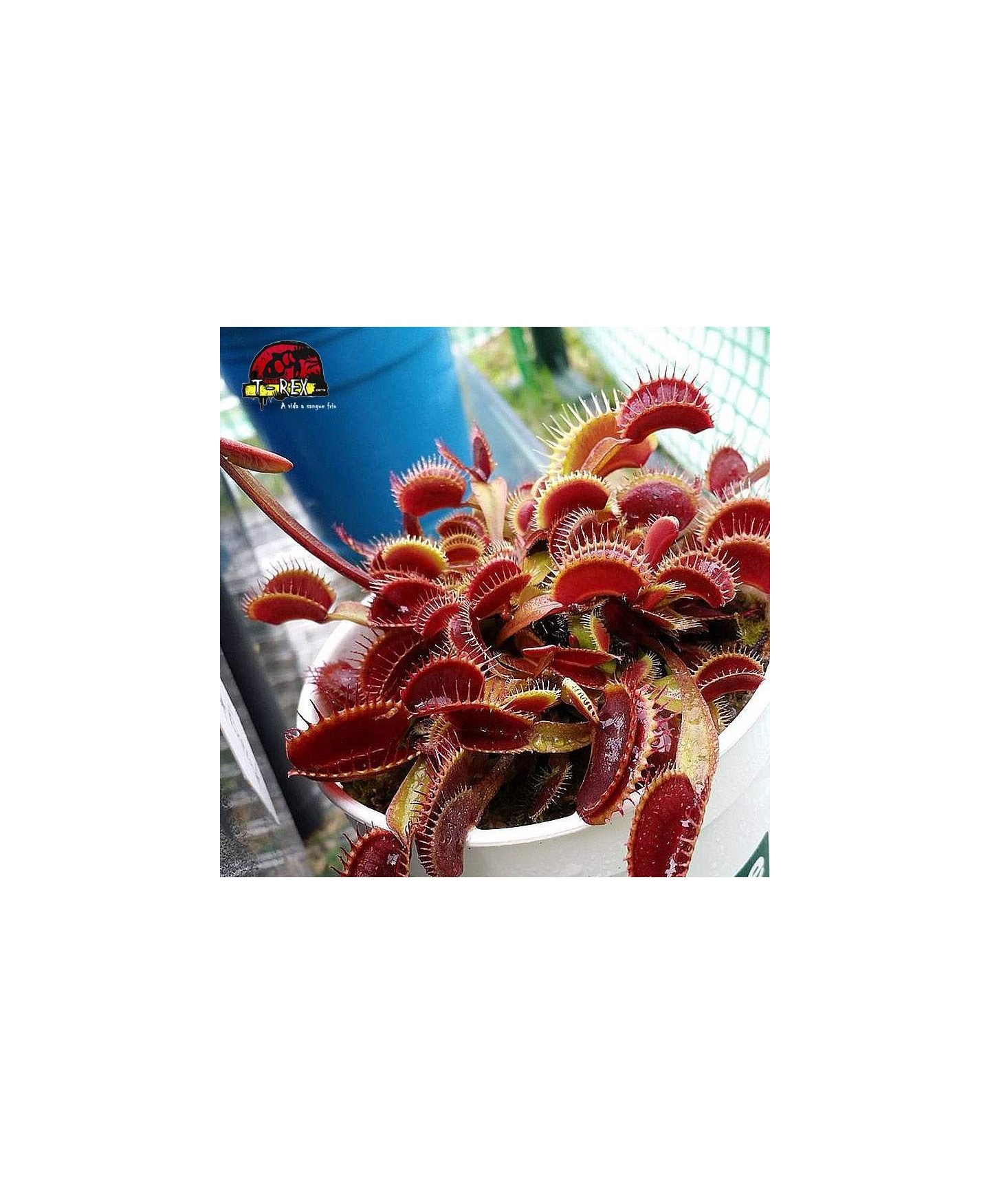 comprar planta carnivora dioneia muscipula maroon monster