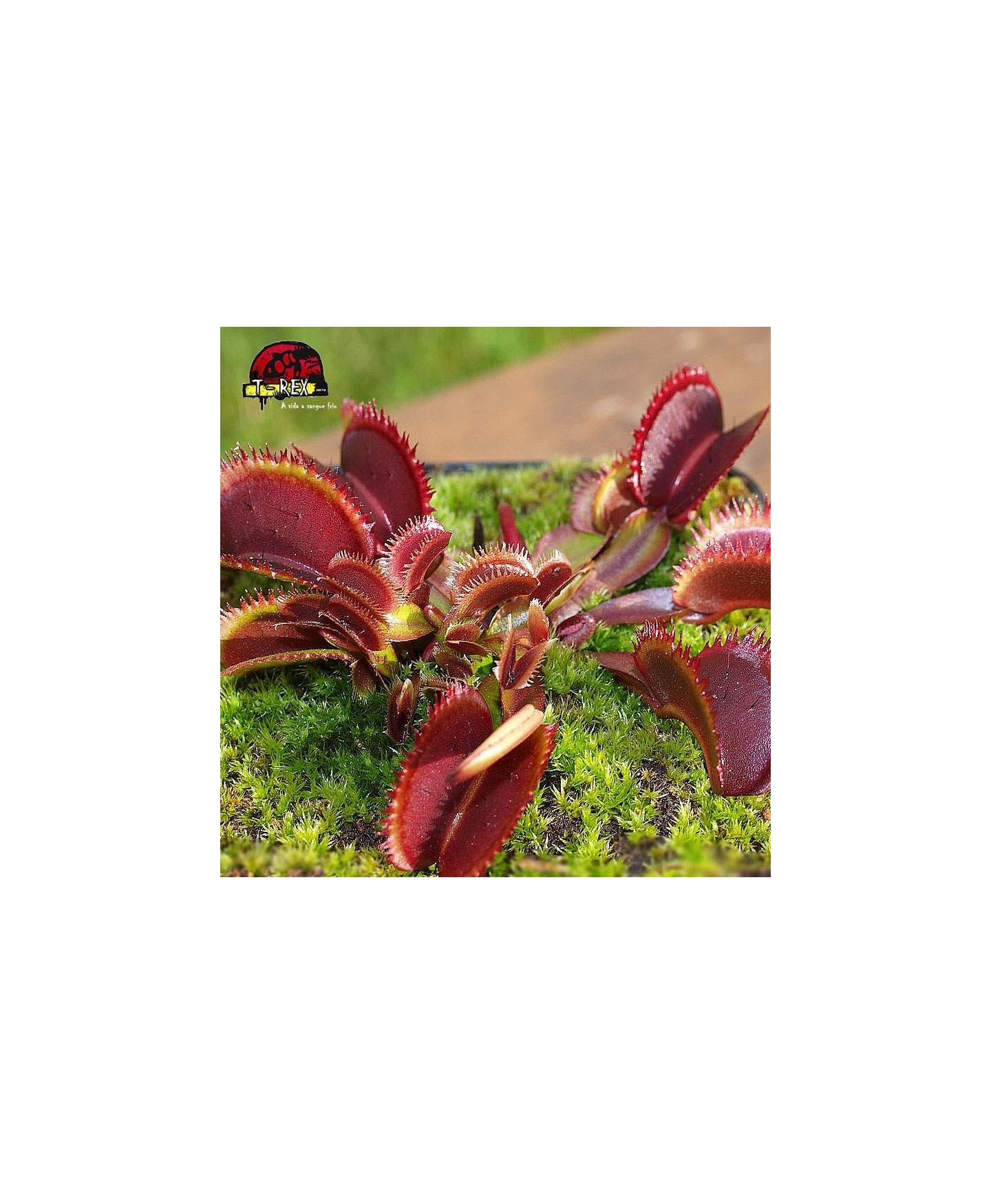 comprar planta carnivora dioneia bohemian garnet