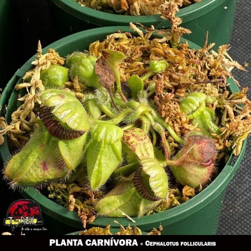Cephalotus follicularis mudinha planta carnivora