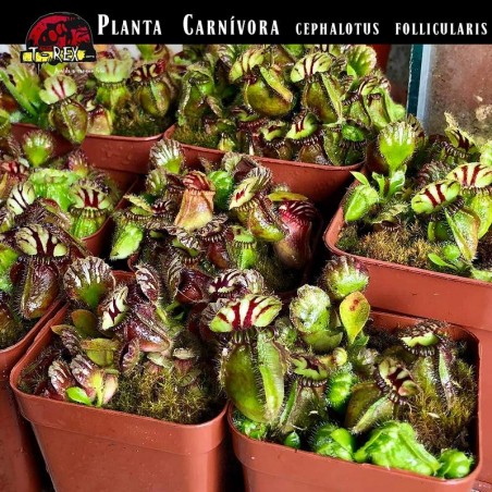 muda planta carnívora cephalotus