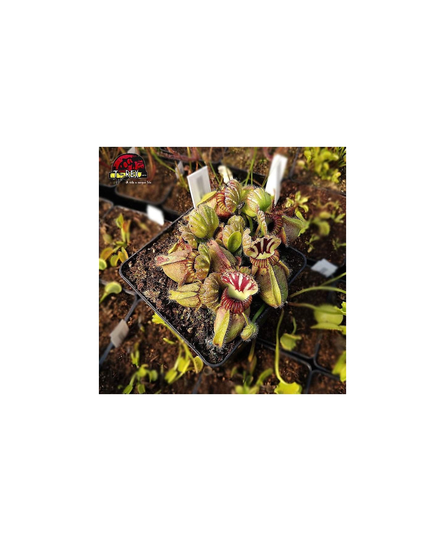 comprar planta carnivora cephalotus follicularis