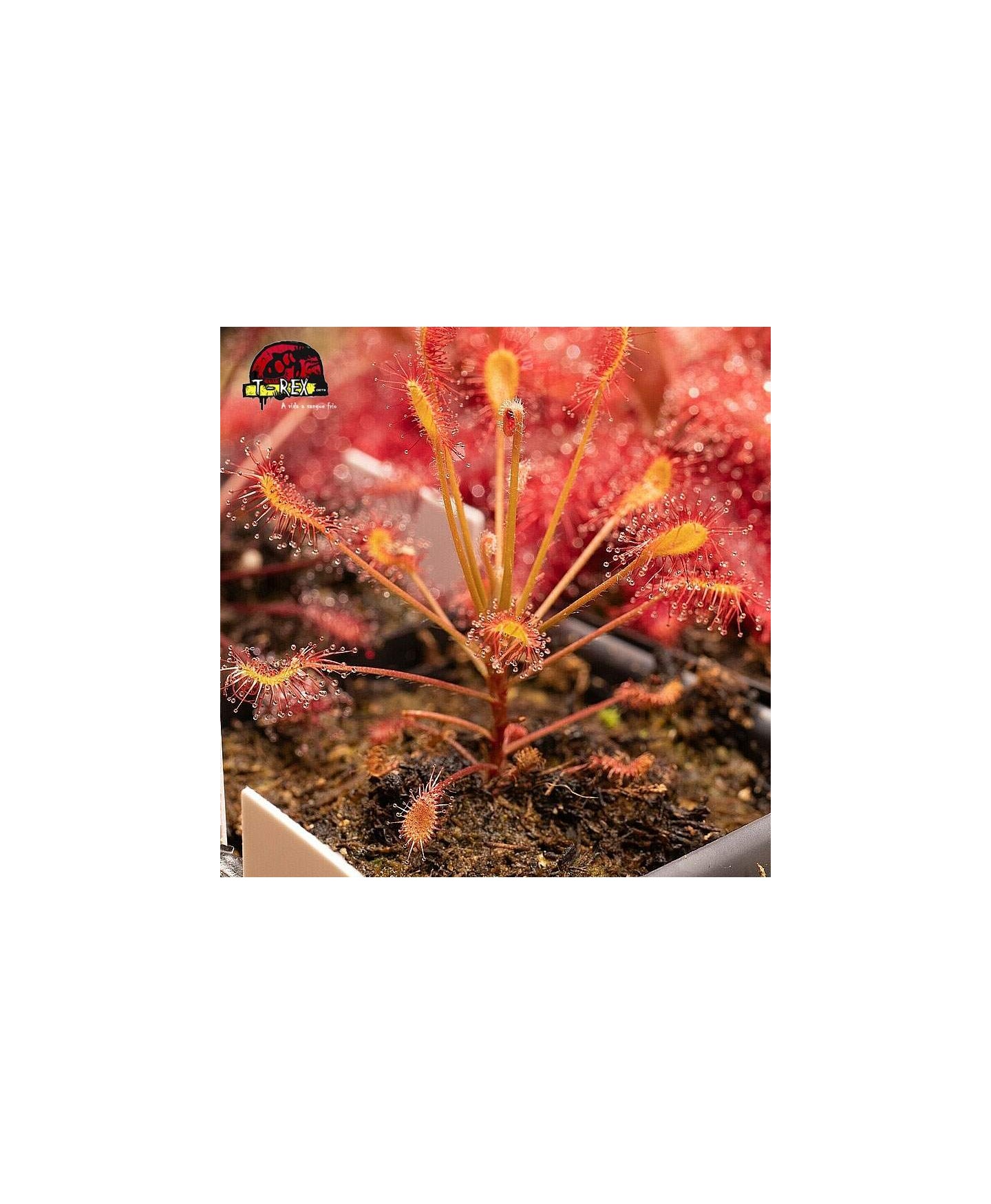 Comprar planta carnivora Drosera Affinis