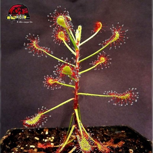 comprar planta carnivora drosera madagascariensis