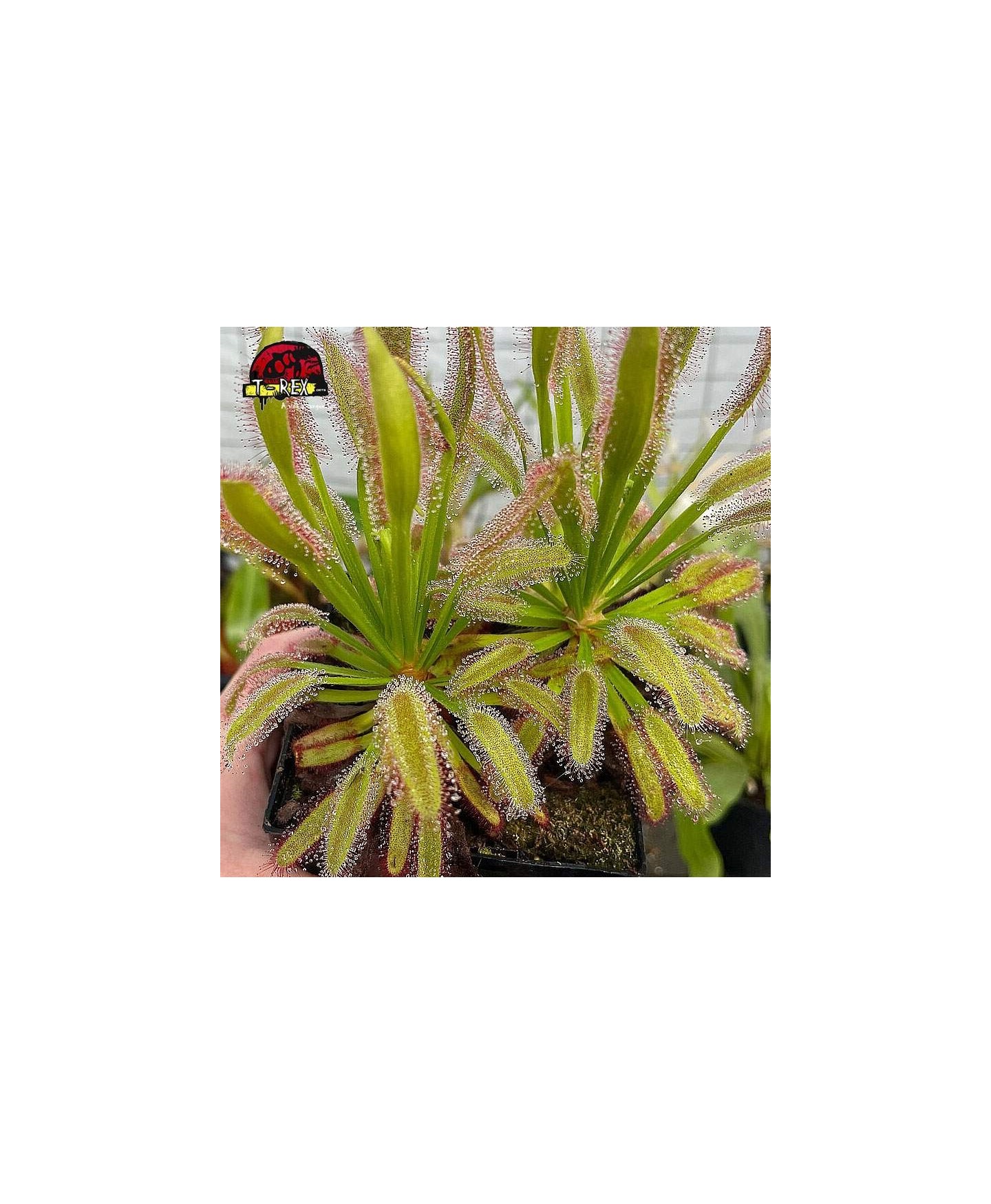 comprar planta carnivora drosera hercules