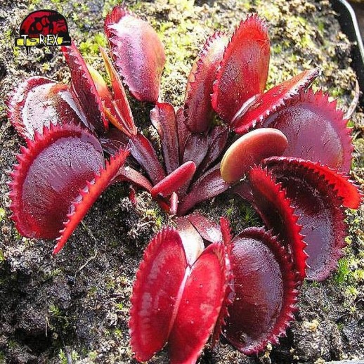 comprar planta carnivora dionea red dragon