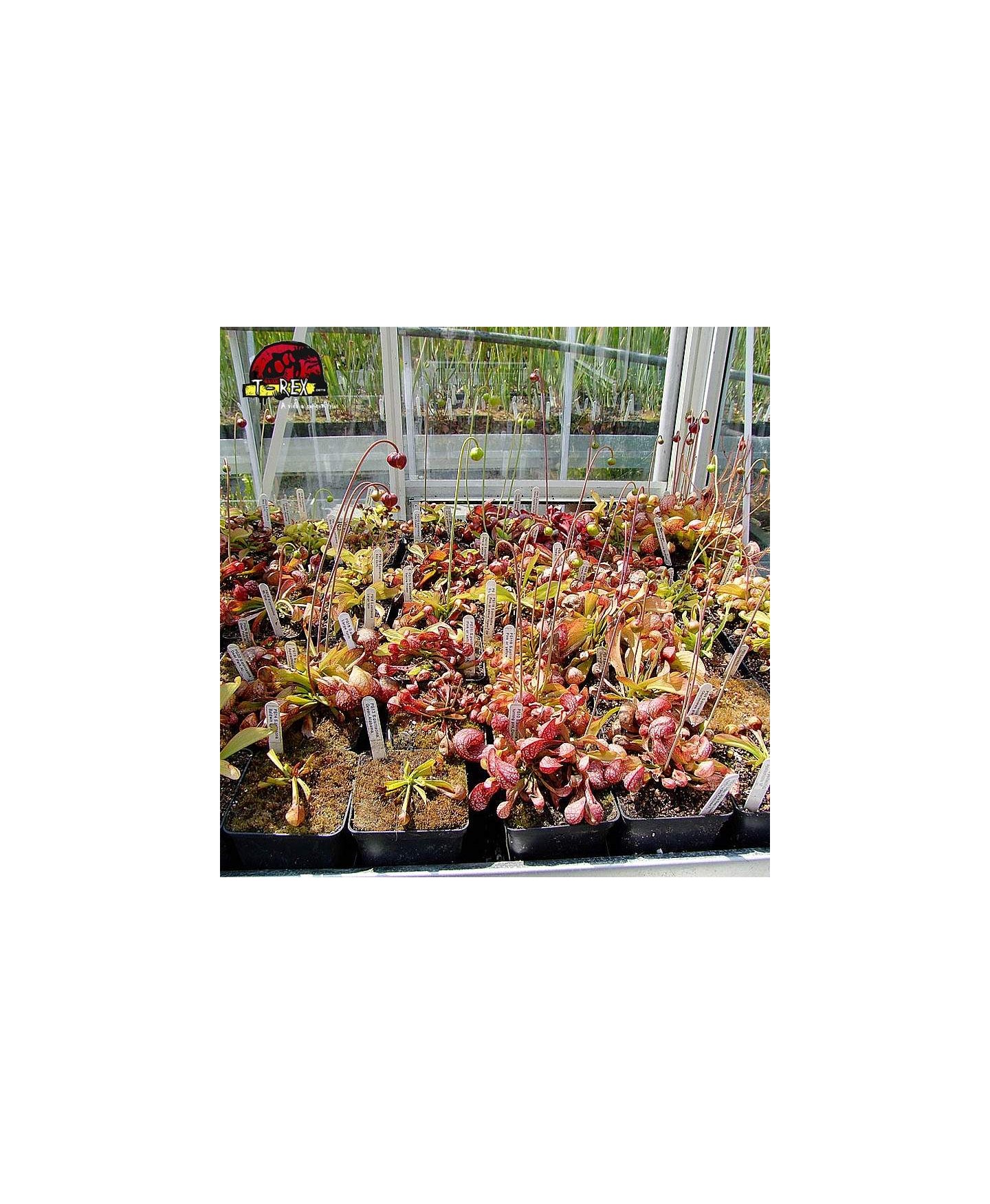 comprar planta carnivora sarracenia psitacinna