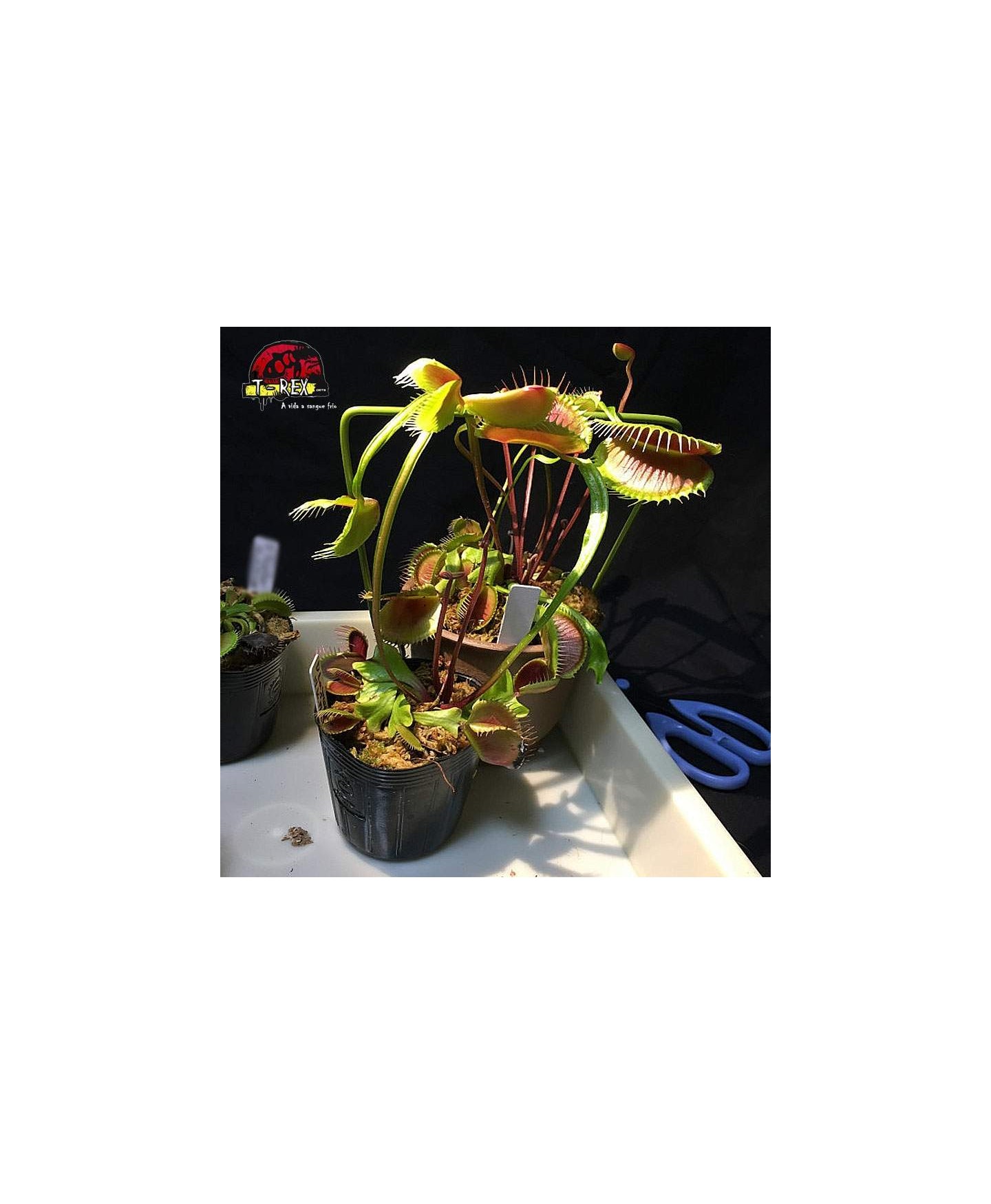 comprar planta carnivora dionea muscipula la grosse a guigui