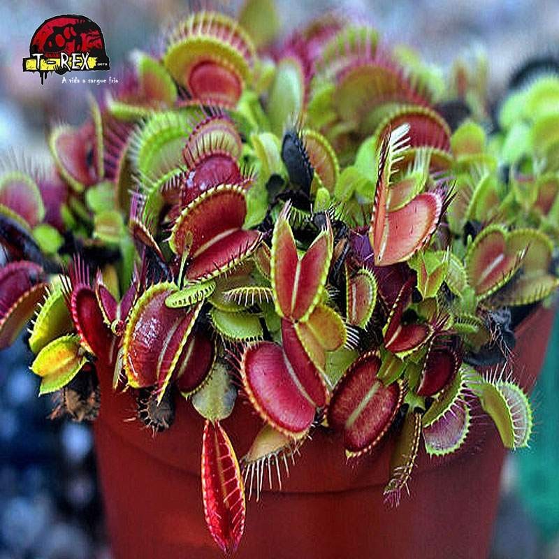 comprar plantinha carnivora