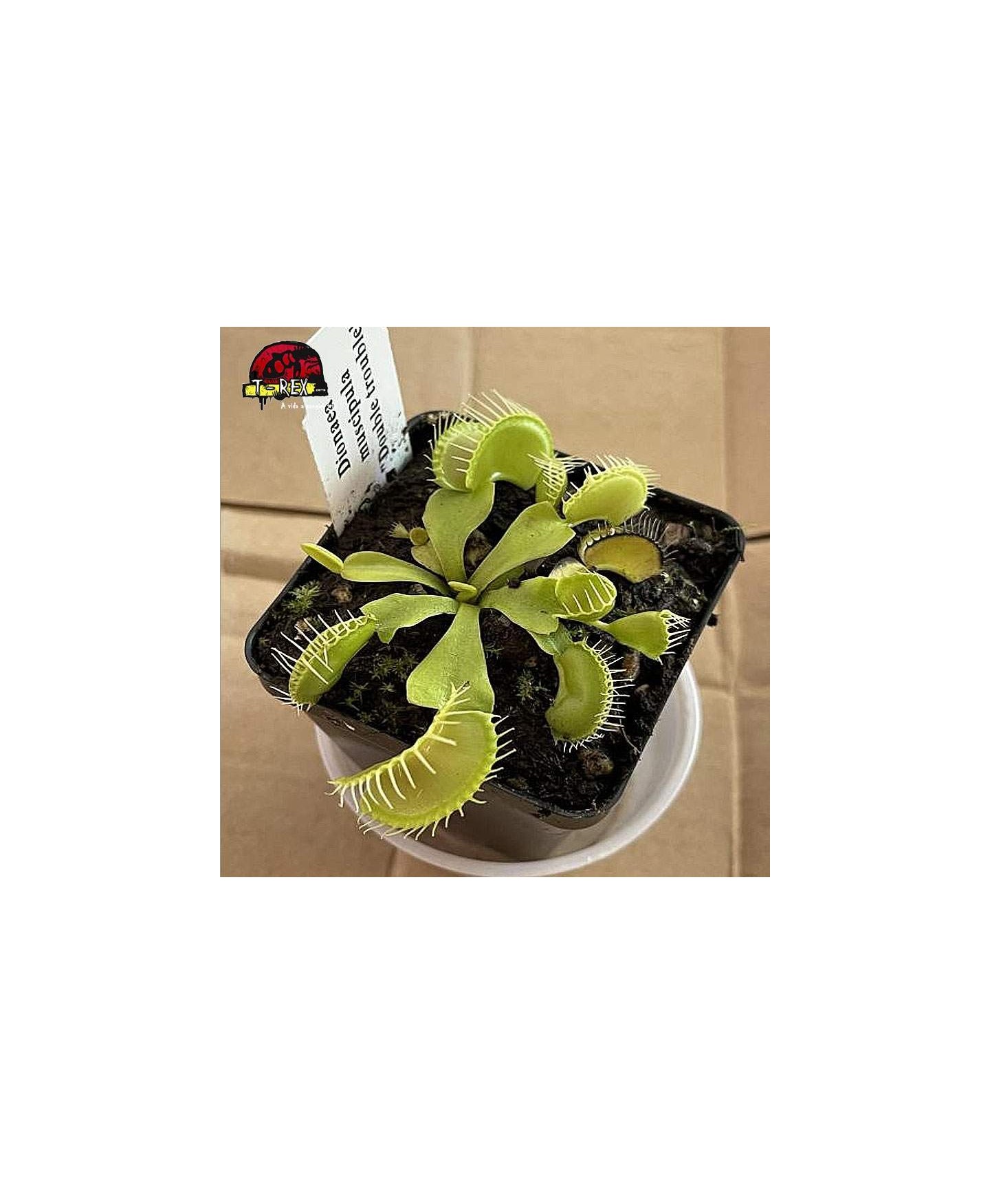 comprar planta carnivora dioneia double trouble