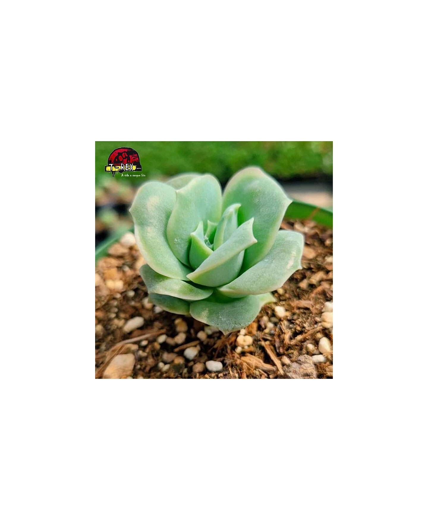 comprar planta suculenta graptoveria lovely rose